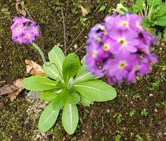 Primula denticulata