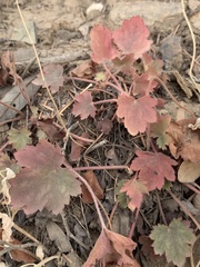 Heuchera sanguinea