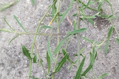 Centaurea aspera pseudosphaerocephala