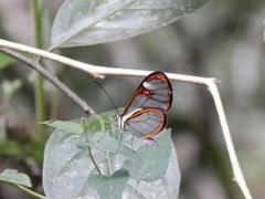 Ithomia agnosia zikani