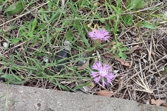 Centaurea aspera pseudosphaerocephala