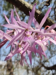 Encyclia adenocaula