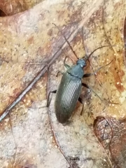 Capnochroa fuliginosa