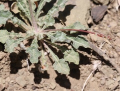 Eriogonum cithariforme