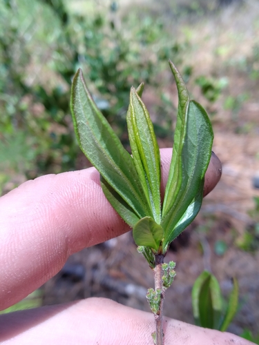 Image of White Wicky (Kalmia cuneata) by (c) Scott Ward, some rights reserved (CC BY)