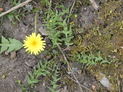 Taraxacum lacistophyllum