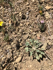 Eriogonum cithariforme