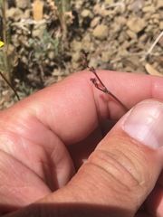 Eriogonum cithariforme