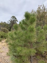Pinus arizonica
