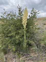 Hesperoyucca