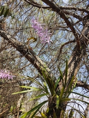 Encyclia adenocaula