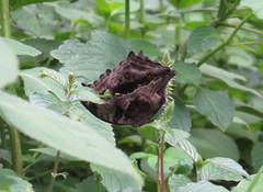 Protogoniomorpha temora temora