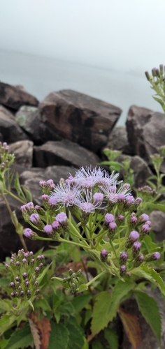 Chromolaena hookeriana, photograph 1
