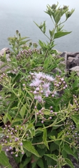 Chromolaena hookeriana, photograph Fede y Vani, CC0, iNaturalist via GBIF