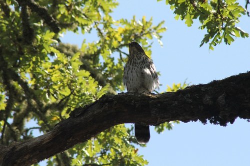 iNaturalist observation photo of Cooper's Hawk