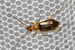Brachinus armiger
