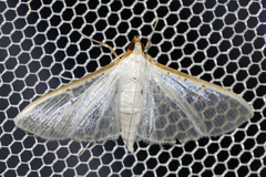 Palpita vitrealis