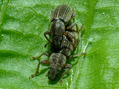 Polydrusus marginatus