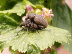 Otiorhynchus armadillo