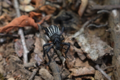 Aegorhinus albolineatus