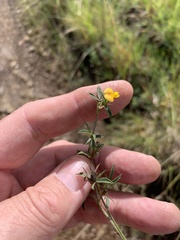 Stylosanthes fruticosa