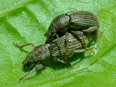 Polydrusus marginatus
