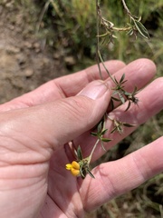 Stylosanthes fruticosa