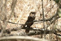 Antrostomus carolinensis