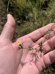 Stylosanthes fruticosa