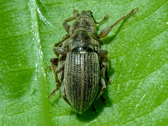 Polydrusus marginatus