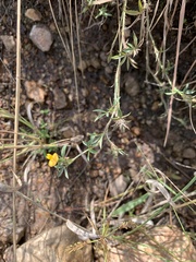 Stylosanthes fruticosa