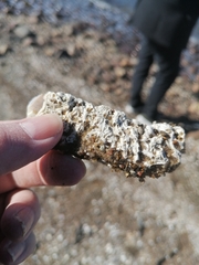 Chthamalus stellatus