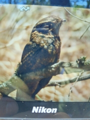 Antrostomus carolinensis