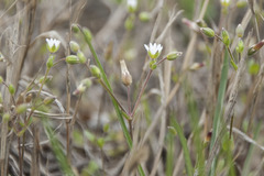 Cerastium subtetrandrum