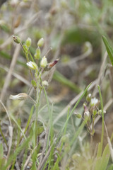Cerastium subtetrandrum