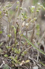 Cerastium subtetrandrum