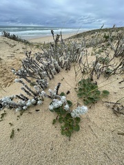 Achillea maritima