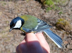 Parus major major