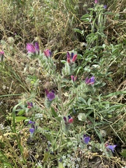 Echium judaeum