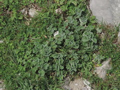Marrubium incanum