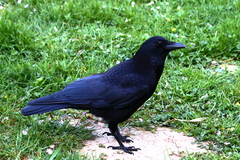 Corvus corone