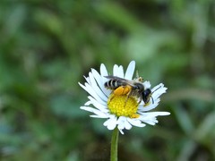 Andrena denticulata