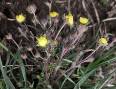 Potentilla heptaphylla