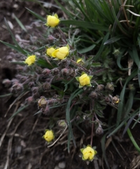 Potentilla heptaphylla
