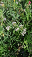Valerianella coronata