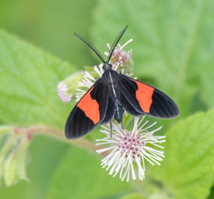 Callopepla emarginata