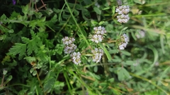 Valerianella coronata