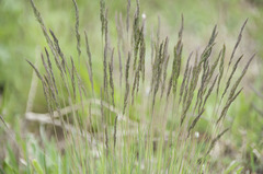 Festuca pseudovina