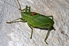 Paracyrtophyllus robustus