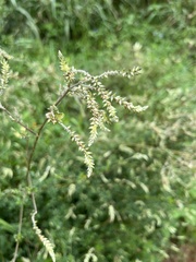 Achyropsis leptostachya